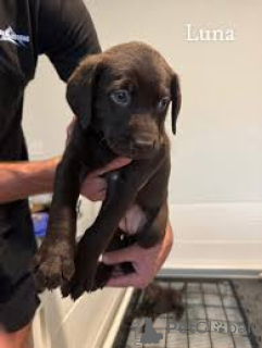 Foto №1. labrador retriever - zum Verkauf in der Stadt Wien | 700€ | Ankündigung № 163842