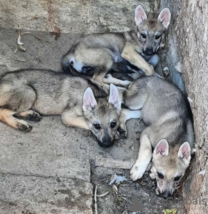 Foto №1. tschechoslowakischer wolfhund - zum Verkauf in der Stadt Панчево | verhandelt | Ankündigung № 114163