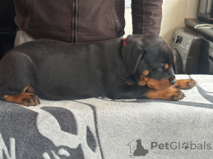 Foto №1. rottweiler - zum Verkauf in der Stadt Billnäs | 500€ | Ankündigung № 168900