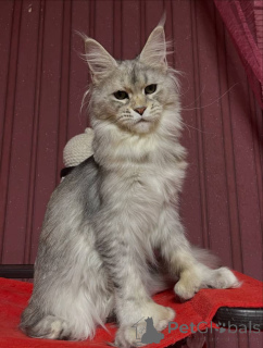 Foto №4. Ich werde verkaufen maine-coon-katze in der Stadt Belfast. züchter - preis - verhandelt
