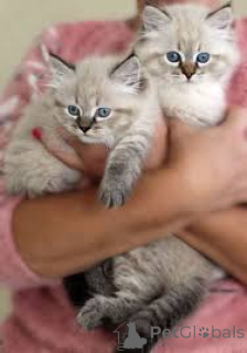 Foto №2 zu Ankündigung № 165835 zu verkaufen sibirische katze - einkaufen Belgien quotient 	ankündigung, züchter