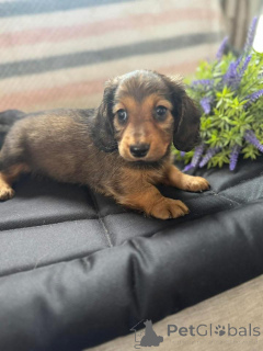 Foto №3. Urocze szczenięta jamnika do adopcji. Polen