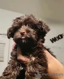 Foto №2 zu Ankündigung № 127300 zu verkaufen yorkshire terrier - einkaufen USA 