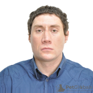 Foto №1. Dienstleistungen für die Lieferung und den Transport von Katzen und Hunden in der Stadt Москва. Ankündigung № 9263