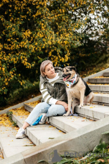 Foto №3. Dandy wartet auf seinen Mann. Moskau, Moskau. Russische Föderation