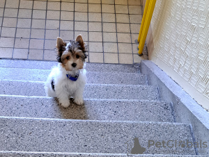 Foto №4. Ich werde verkaufen yorkshire terrier in der Stadt Пардубице. quotient 	ankündigung - preis - 9464€