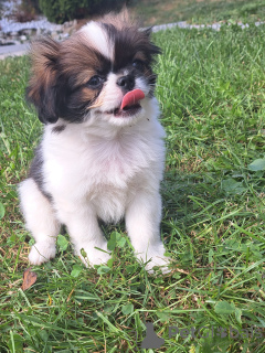 Foto №3. Kinn japanischer FCI. Polen