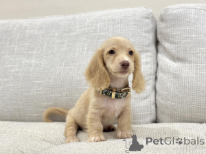 Foto №2 zu Ankündigung № 163656 zu verkaufen dackel - einkaufen Deutschland züchter