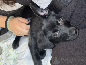 Foto №2 zu Ankündigung № 142949 zu verkaufen labrador retriever - einkaufen Litauen quotient 	ankündigung