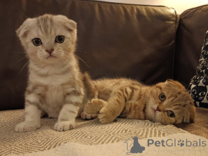 Foto №3. Chaton Scottish Fold bitte dringend um Rat. Belgien