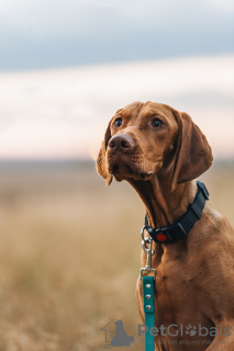 Foto №4. Ich werde verkaufen kurzhaariger ungarischer vorstehhund in der Stadt Minsk. züchter - preis - 568€