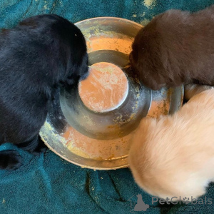 Foto №3. Urocze szczenięta rasy Labrador Retriever szukają kochającego domu!. Polen