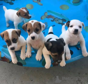 Foto №2 zu Ankündigung № 54786 zu verkaufen jack russell terrier - einkaufen Finnland züchter