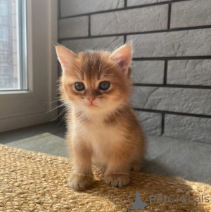 Foto №3. 2 Scottish Fold-Kätzchen. Deutschland