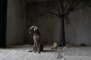 Foto №4. Paarung weimaraner in Russische Föderation. Ankündigung № 139215