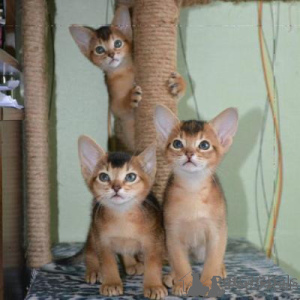 Foto №1. abessinierkatze - zum Verkauf in der Stadt Berlin | verhandelt | Ankündigung № 174743