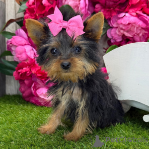 Foto №3. Yorkshire-Terrier-Hündin, 16 Wochen alt, bereit, nach Hause zu gehen. USA