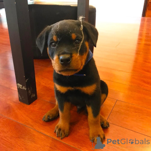 Foto №2 zu Ankündigung № 138607 zu verkaufen  - einkaufen Israel 