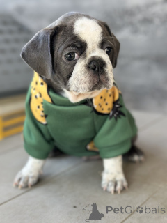 Foto №1. puggle - zum Verkauf in der Stadt Sivats | verhandelt | Ankündigung № 155043