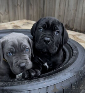 Foto №1. cane corso italiano - zum Verkauf in der Stadt Antwerpen | verhandelt | Ankündigung № 169647