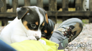 Foto №1. jack russell terrier - zum Verkauf in der Stadt Гамбург | 270€ | Ankündigung № 126470