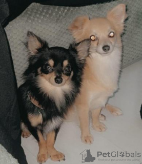 Foto №3. 2 reinrassige Langhaar-Chihuahuas. USA