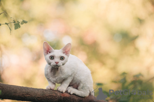 Foto №2 zu Ankündigung № 20685 zu verkaufen devon rex - einkaufen Russische Föderation quotient 	ankündigung, vom kindergarten, züchter