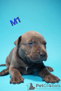 Foto №3. American Pit Bull Terrier Welpen. Serbien