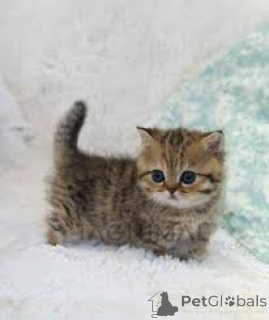 Foto №2 zu Ankündigung № 171573 zu verkaufen munchkin - einkaufen Finnland quotient 	ankündigung, züchter