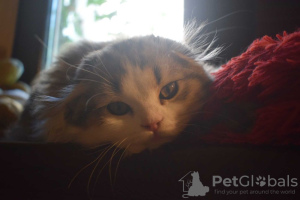 Zusätzliche Fotos: Scottish Fold/Highland Fold Kater kitten