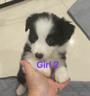 Foto №3. Aktive Border Collie Welpen WhatsApp 44 7453 907158. Deutschland