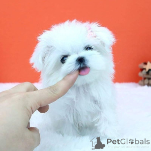 Foto №1.  - zum Verkauf in der Stadt Dunedin | verhandelt | Ankündigung № 163044