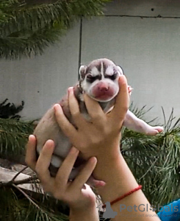 Foto №4. Ich werde verkaufen siberian husky in der Stadt Pećinci. züchter - preis - verhandelt