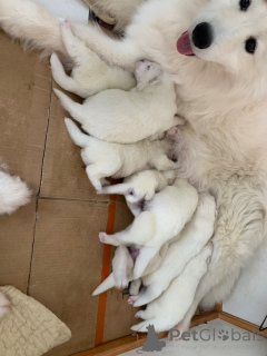 Foto №1. samojede (hunderasse) - zum Verkauf in der Stadt Volendam | verhandelt | Ankündigung № 166933