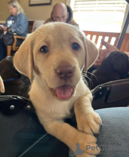 Foto №2 zu Ankündigung № 98596 zu verkaufen labrador retriever - einkaufen Deutschland quotient 	ankündigung, vom kindergarten, aus dem tierheim, züchter