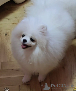 Foto №3. Sale of premium bear-type Pomeranians. Serbien