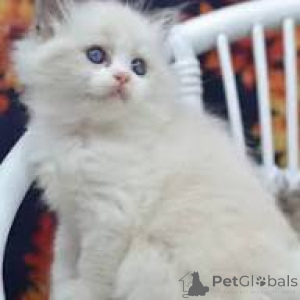 Foto №3. Ragdoll-Kätzchen zu verkaufen. Frankreich