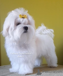 Foto №2 zu Ankündigung № 81067 zu verkaufen malteser - einkaufen Ukraine quotient 	ankündigung, vom kindergarten