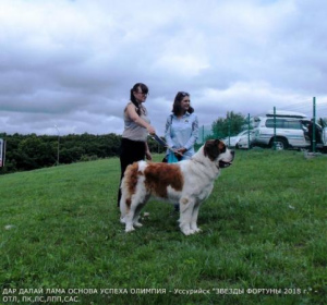 Foto №2 zu Ankündigung № 1081 zu verkaufen bernhardiner - einkaufen Russische Föderation vom kindergarten, züchter