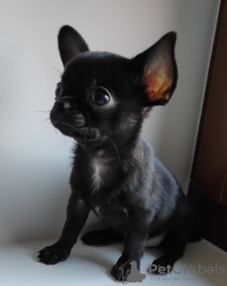 Foto №2 zu Ankündigung № 19042 zu verkaufen chihuahua - einkaufen Belgien züchter