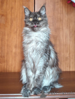Foto №4. Ich werde verkaufen maine-coon-katze in der Stadt Aiola. quotient 	ankündigung - preis - 700€