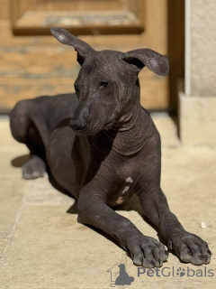 Foto №3. Hervorragender männlicher Welpe Xoloitzcuintle Bronze zum Verkauf. Belgien