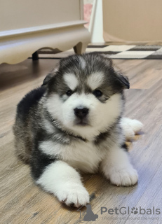 Foto №3. Alaskan Malamute. Weißrussland