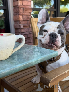 Foto №3. Entzückender 11 Wochen alter blaugescheckter französischer Bulldoggenwelpe. Großbritannien