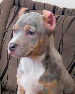 Foto №3. Pitbull Bluenose Blue Merle. Serbien