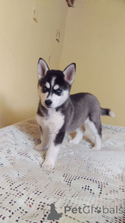 Foto №1. siberian husky - zum Verkauf in der Stadt Delmenhorst | 500€ | Ankündigung № 160532