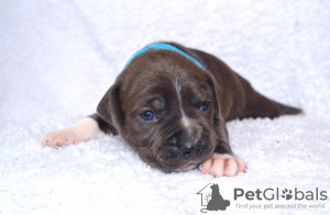 Foto №2 zu Ankündigung № 64314 zu verkaufen amerikanischer staffordshire terrier - einkaufen Polen vom kindergarten, züchter