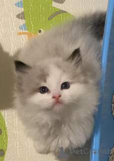 Foto №3. Atemberaubende reinrassige Ragdoll -Kätzchen. Neuseeland