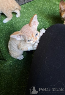 Foto №4. Ich werde verkaufen devon rex in der Stadt München. züchter - preis - 800€