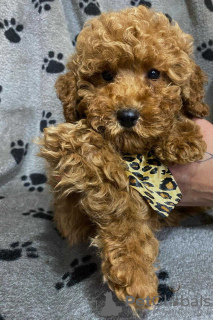 Foto №3. Red miniature poodles. Serbien